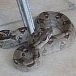 Boa constrictor Boa constrictor